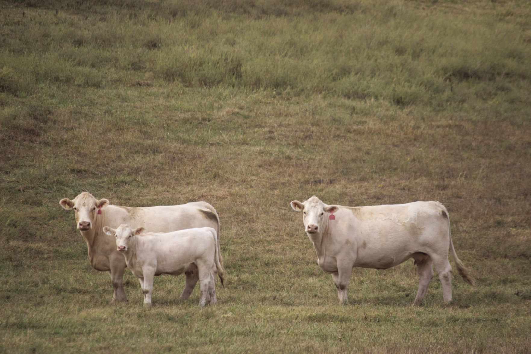 L&N Charolais